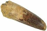 Fossil Spinosaurus Tooth - Robust Tooth #312935-1